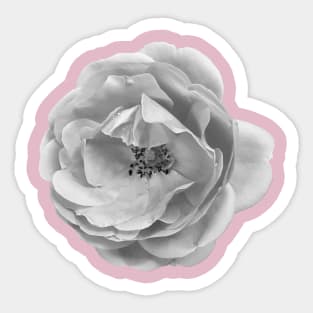 Roses are (greyscale) Sticker